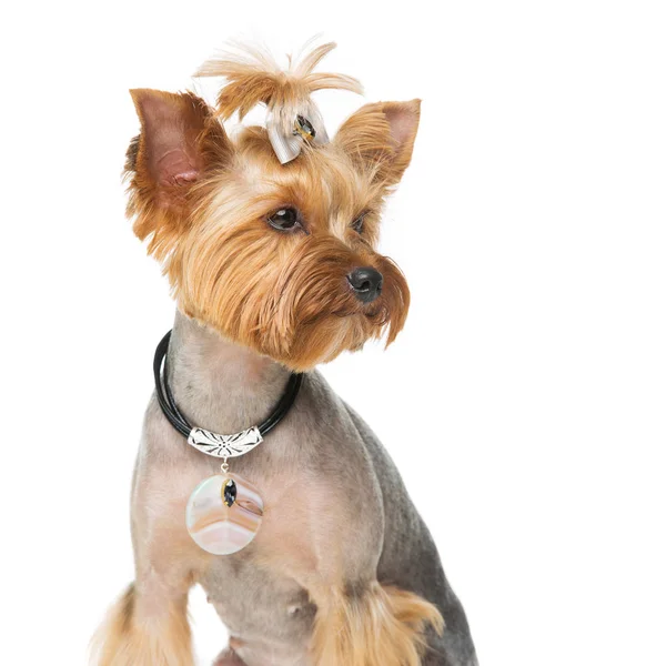 Beautiful yorkshire terrier with necklace Royalty Free Stock Images