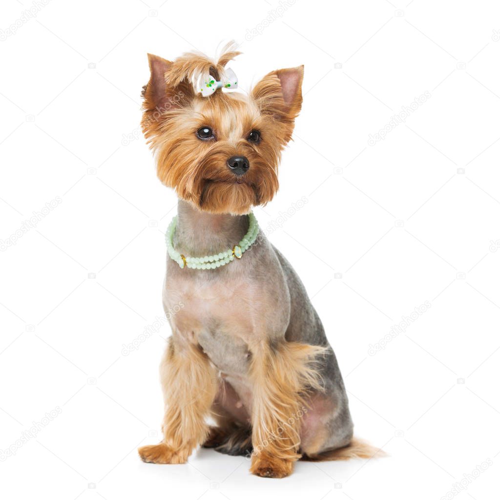 Beautiful yorkshire terrier with necklace