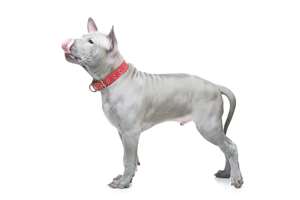 Thai ridgeback cucciolo — Foto Stock