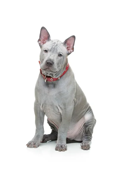 Thai ridgeback valp — Stockfoto