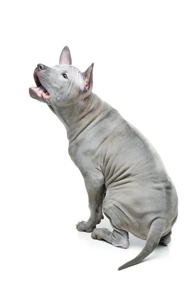 Thai ridgeback cucciolo — Foto Stock