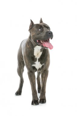 Beautiful amstaff dog