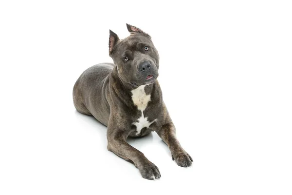 Beautiful amstaff dog — Stockfoto