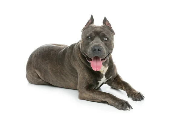 Beautiful amstaff dog — Stockfoto