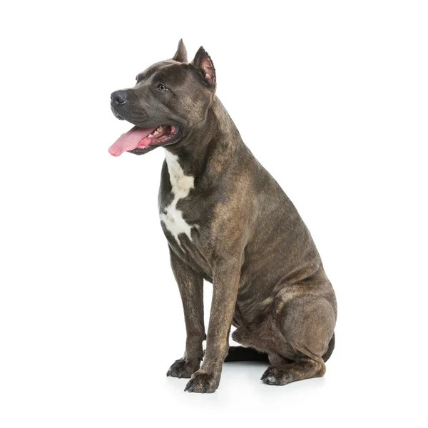 Beau chien amstaff — Photo