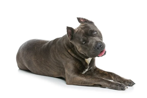 Beautiful amstaff dog — Stock Photo, Image