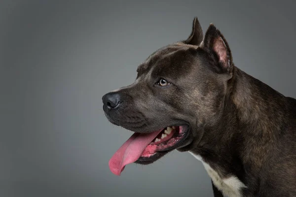 Beautiful amstaff dog — Stock Photo, Image