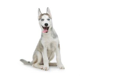 Köpek sevimli husky yavrusu
