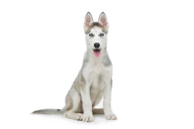 Köpek sevimli husky yavrusu
