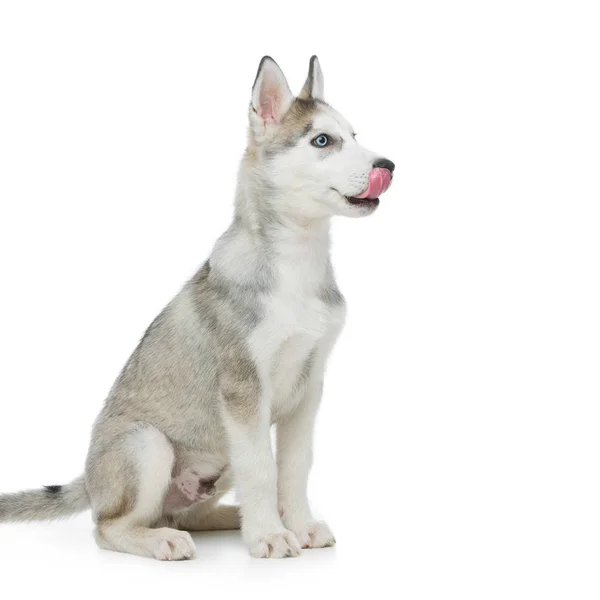 Cão de cachorro bonito husky — Fotografia de Stock