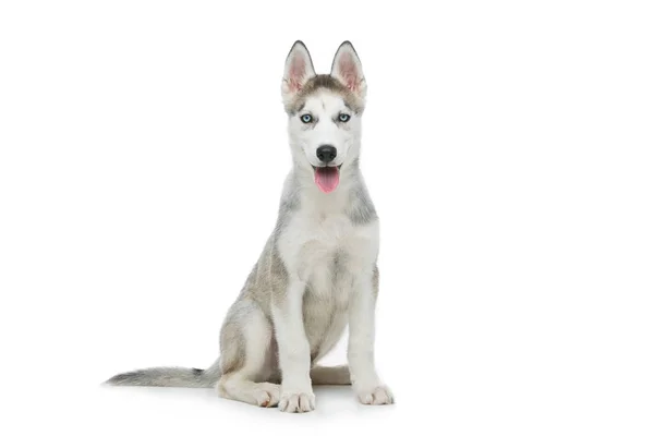 Słodkie szczeniak husky pies — Zdjęcie stockowe