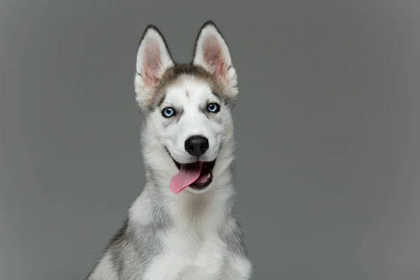 Słodkie szczeniak husky pies — Zdjęcie stockowe