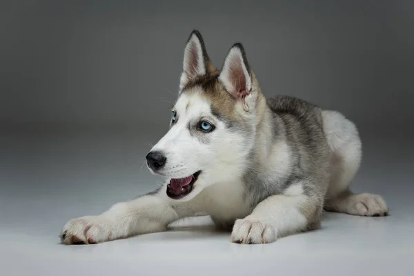 Schattige husky puppy hond — Stockfoto