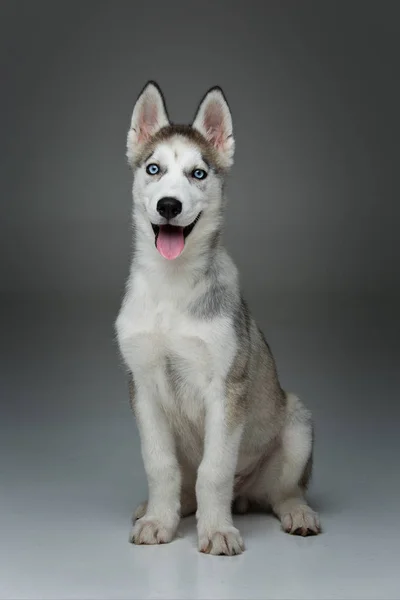 Lindo perro husky —  Fotos de Stock