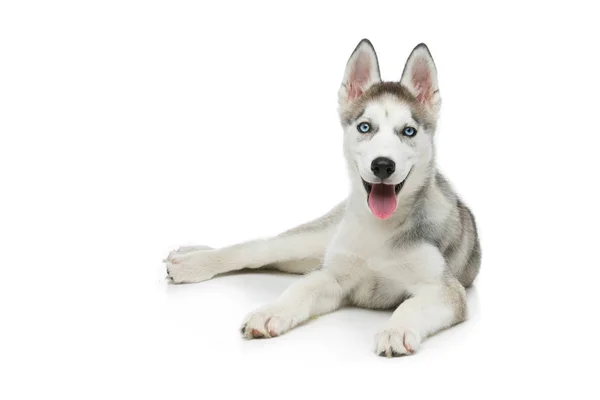 Cão de cachorro bonito husky — Fotografia de Stock