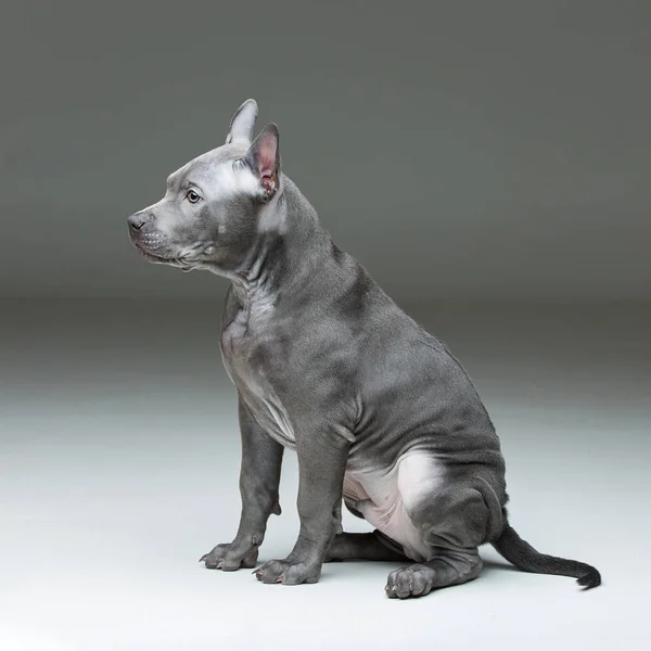 Thai ridgeback valp — Stockfoto