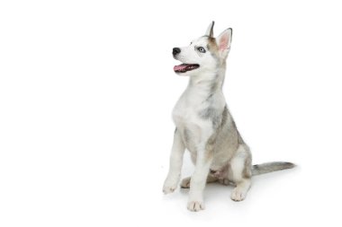 Köpek sevimli husky yavrusu