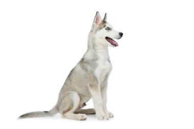 Köpek sevimli husky yavrusu