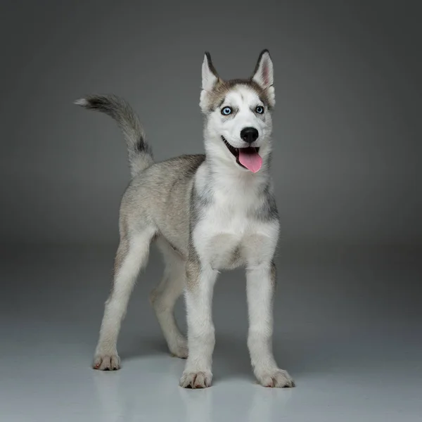 かわいいハスキー子犬犬 — ストック写真
