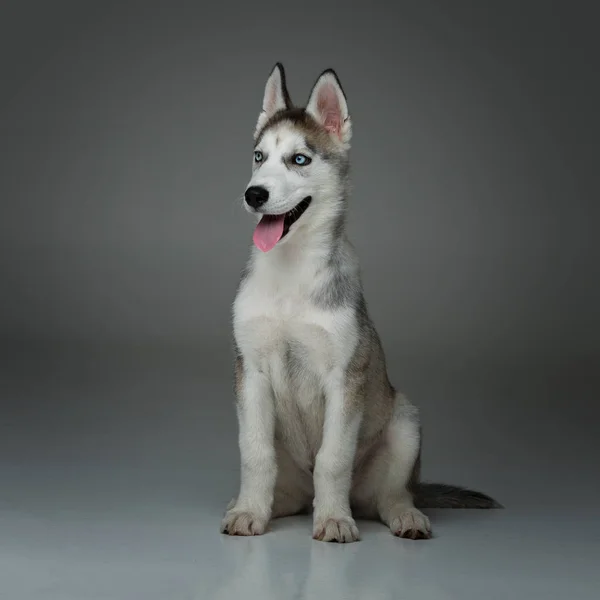 Cão de cachorro bonito husky — Fotografia de Stock