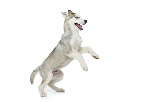 かわいいハスキー子犬犬 — ストック写真