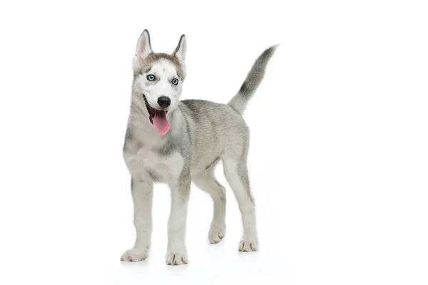 Cão de cachorro bonito husky — Fotografia de Stock