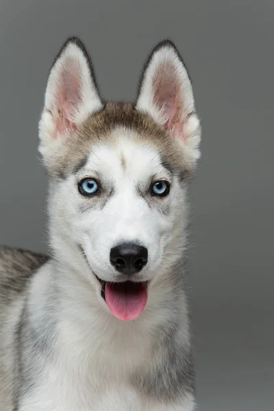 Köpek sevimli husky yavrusu — Stok fotoğraf