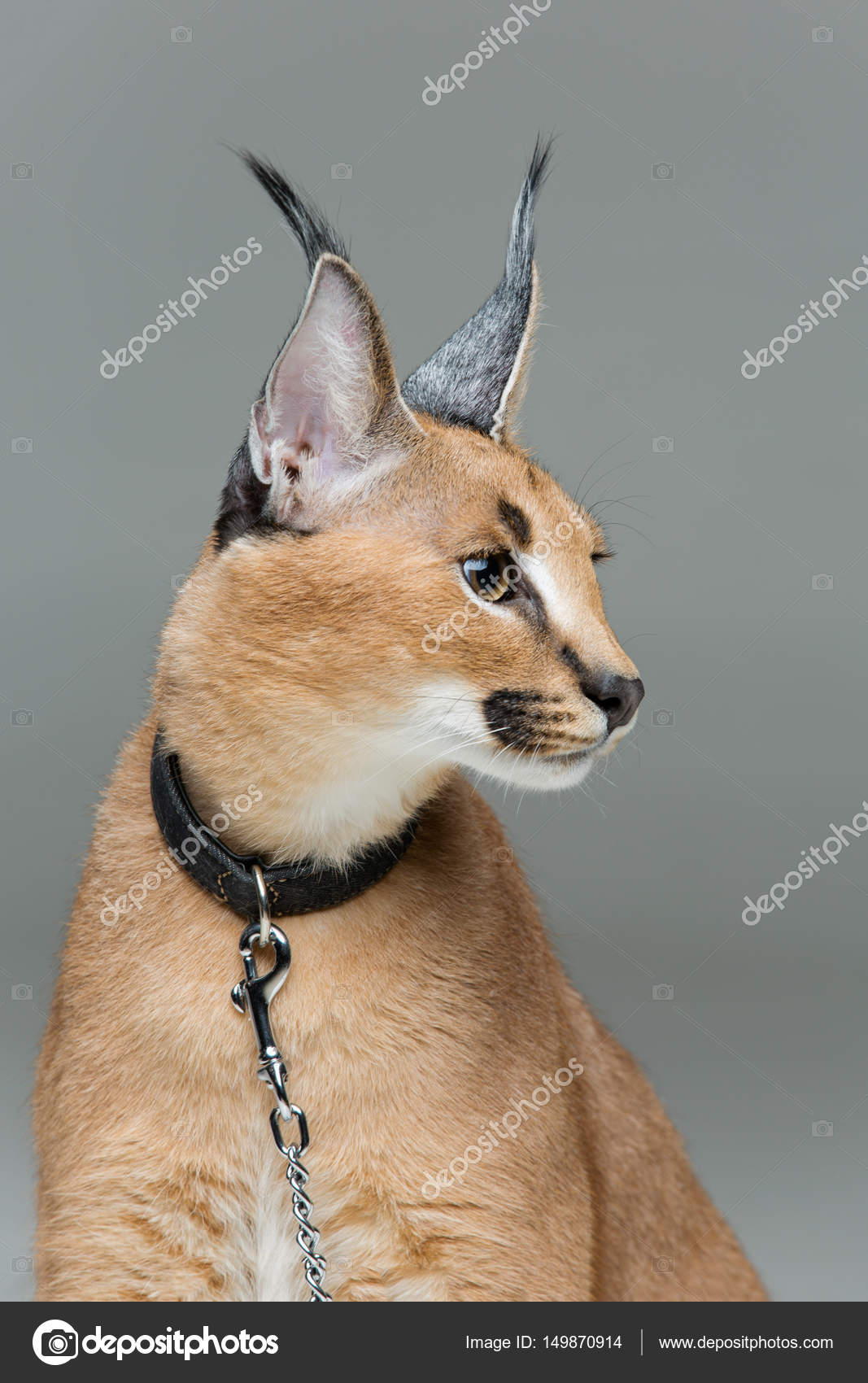 Caracal, caracal caracal, 6 meses de idade