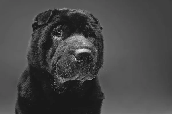Piękny czarny shar pei pies na szarym tle — Zdjęcie stockowe