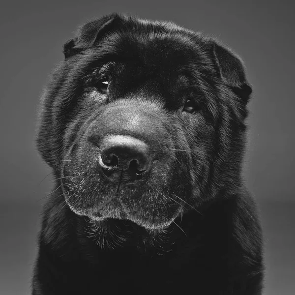 Bonito preto shar pei cão sobre cinza fundo — Fotografia de Stock