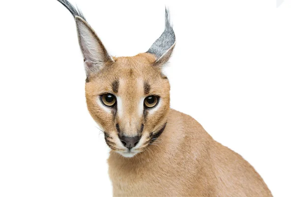 Lince caracal bonito isolado em branco — Fotografia de Stock