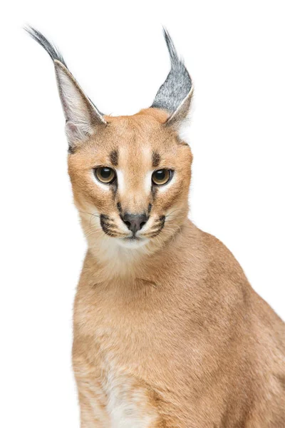 Gyönyörű caracal lynx elszigetelt fehér — Stock Fotó