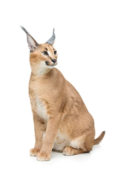 Lynx caracal krásné izolované na bílém — Stock fotografie
