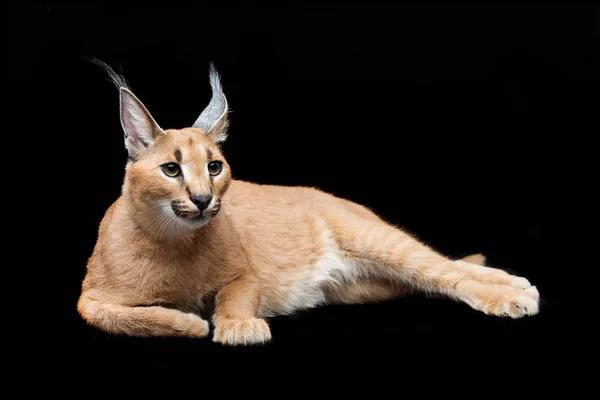 Bella lince caracal su sfondo nero — Foto Stock