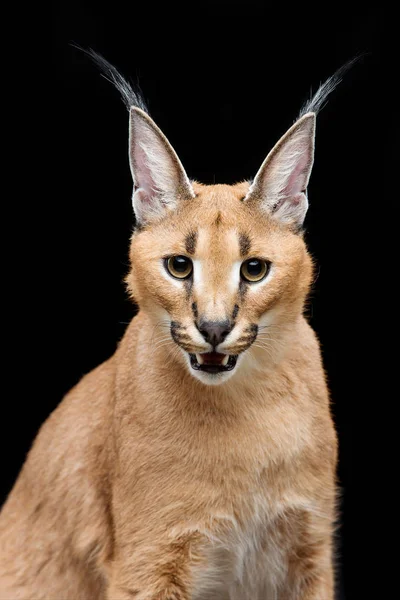 Lince caracal hermoso sobre fondo negro —  Fotos de Stock