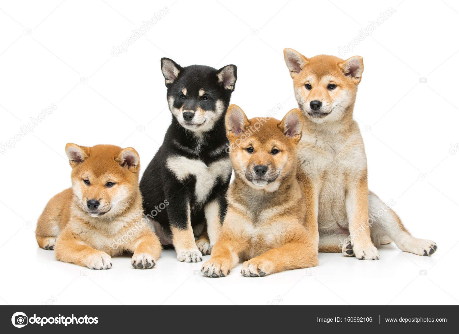 Beautiful Shiba Inu Puppies Isolated On White Stock Photo