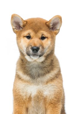 Güzel shiba Inu köpek yavrusu üzerinde beyaz izole