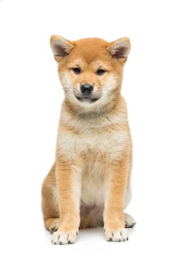 Güzel shiba Inu köpek yavrusu üzerinde beyaz izole