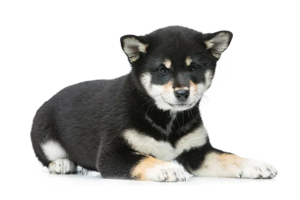 Prachtige shiba inu puppy geïsoleerd op wit — Stockfoto