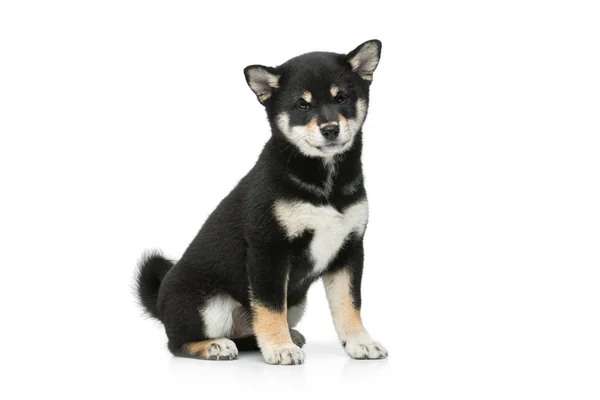 Gyönyörű shiba inu kiskutya elszigetelt fehér — Stock Fotó