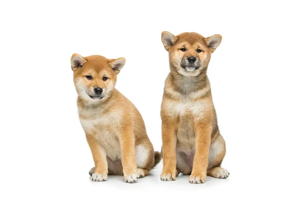 Bella shiba inu cucciolo isolato su bianco — Foto Stock