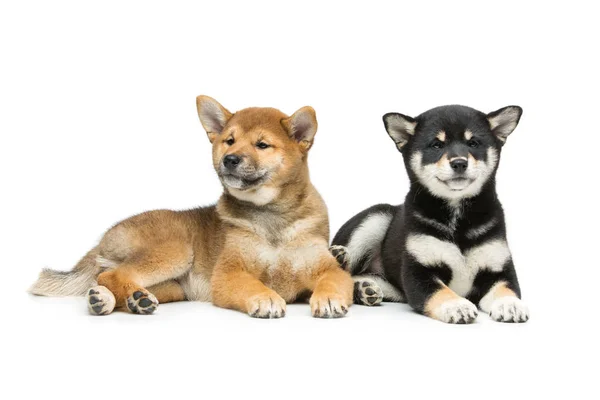 Beautiful shiba inu puppies isolated on white — Stock Photo, Image