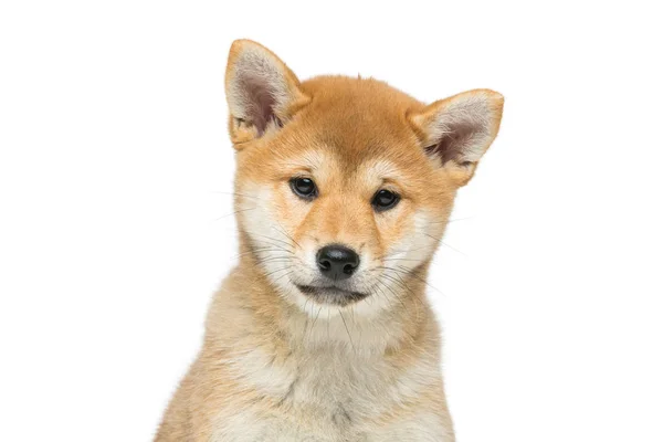 Bonito cachorro shiba inu isolado em branco — Fotografia de Stock