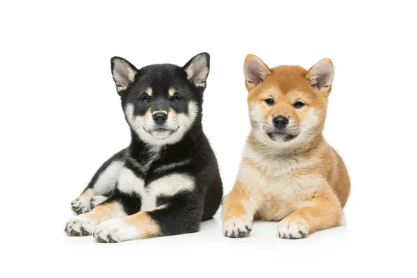 Prachtige shiba inu pups geïsoleerd op wit — Stockfoto