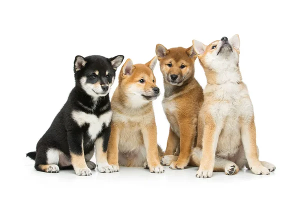 Beautiful shiba inu puppies isolated on white — Stock Photo, Image