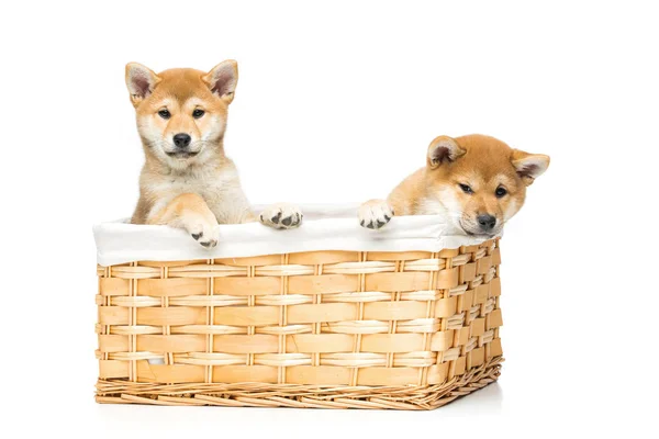 Bonitos cachorros shiba inu na cesta — Fotografia de Stock