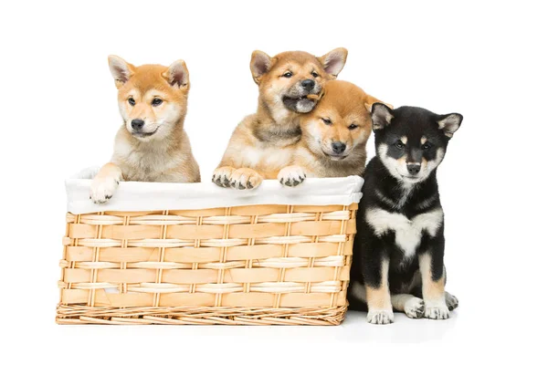 Beautiful shiba inu puppies in basket — Stock Photo, Image