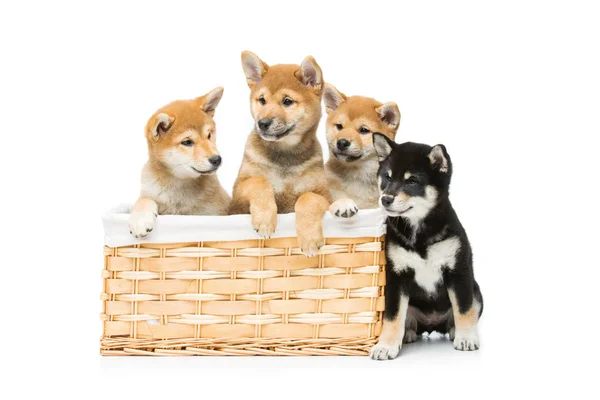 Beautiful shiba inu puppies in basket — Stock Photo, Image
