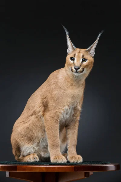 Lince caracal hermoso sobre fondo negro —  Fotos de Stock