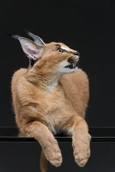 Lince caracal hermoso sobre fondo negro —  Fotos de Stock